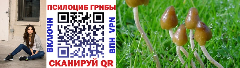 Галлюциногенные грибы Psilocybe MEGA вход Черногорск